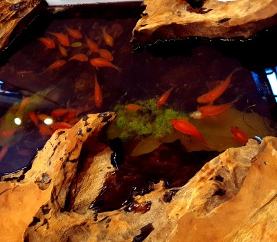 3d handmade painted fish table on wood - resin